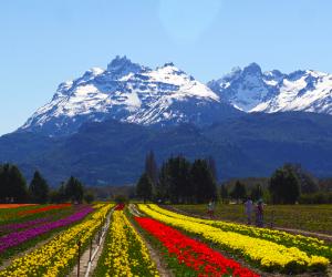 Fotografía cedida por Visit Argentina del campo de tulipanes de Trevelin, en Chubut (Argentina). EFE/ Visit Argentina SOLO USO EDITORIAL NO VENTAS /SOLO DISPONIBLE PARA ILUSTRAR LA NOTICIA QUE ACOMPAÑA (CRÉDITO OBLIGATORIO)