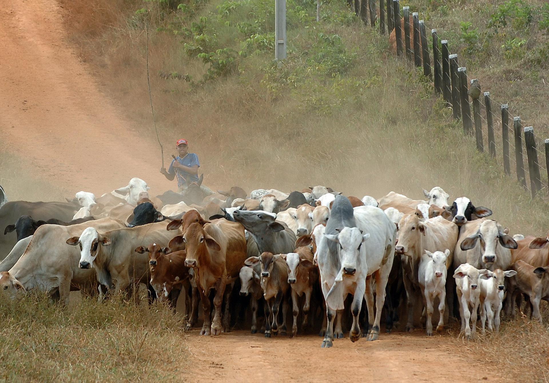 Brasil, mayor productor y exportador mundial de carnes, pretende impulsar prácticas sostenibles en ganadería a partir de los datos obtenidos con una herramienta recién lanzada. EFE/ Marcelo Sayão ARCHIVO