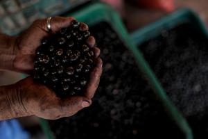 Fotografía del 5 de agosto de 2023 de un hombre mostrando frutos de açaí en una plantación de Igarapé-Miri (Brasil). La internacionalización de pequeñas y medianas empresas (pymes) brasileñas ha generado cerca de 125 millones de dólares desde 2023, permitiendo al país diversificar mercados, aumentar su competitividad global y fortalecer la economía. EFE/ Antonio Lacerda / ARCHIVO
