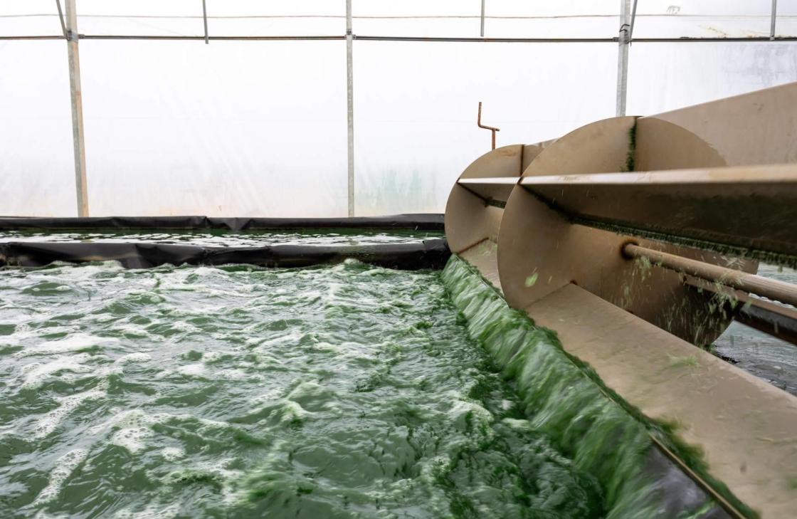 Espirulina fresca producida en Catalunya; una propuesta natural con recetas prácticas para el día a día