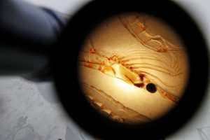 Vista de un krill al microscopio en el laboratorio de la base chilena Profesor Julio Escudero en las islas Shetland del Sur.EFE/EPA/FELIPE TRUEBA