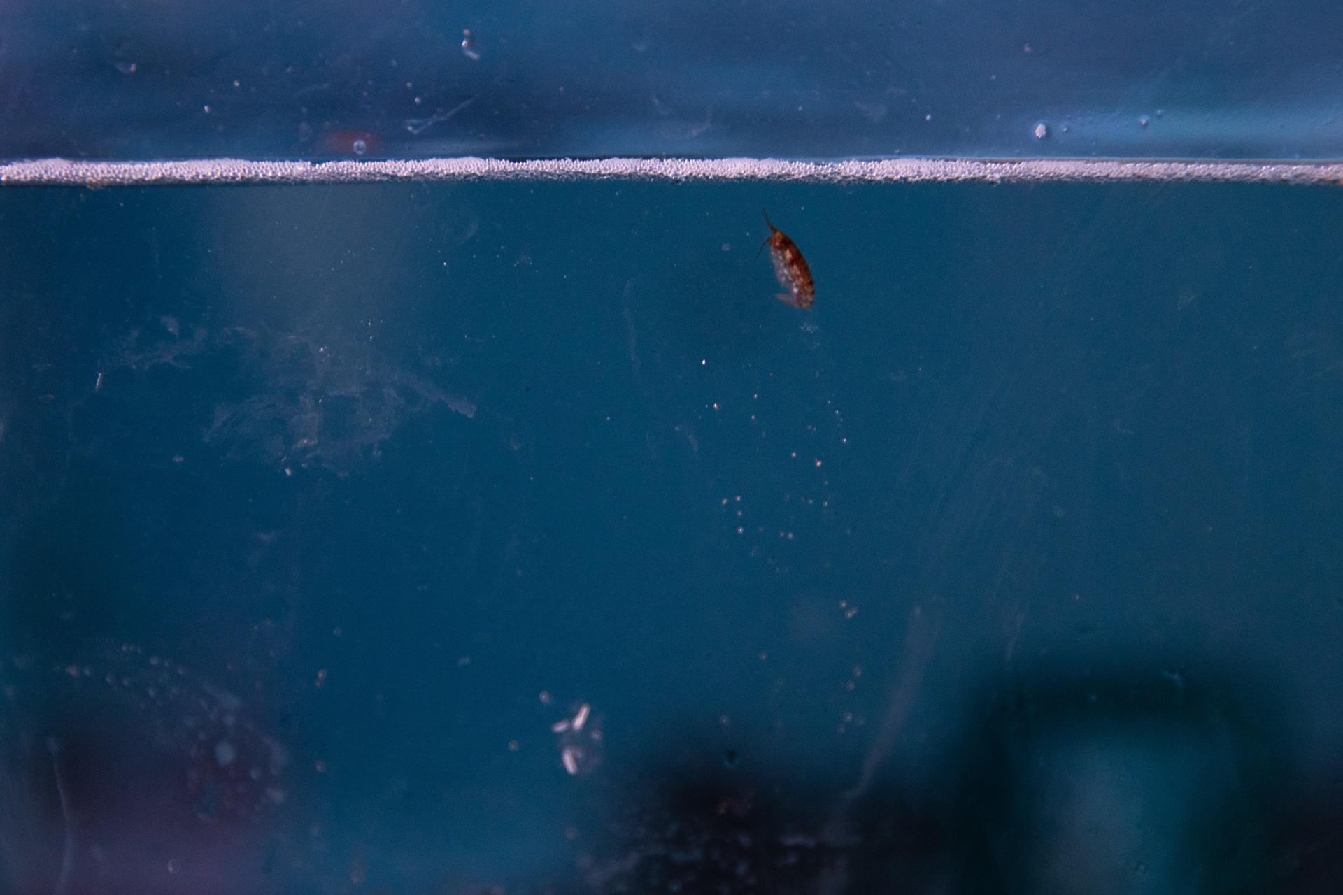 Un ejemplar de krill en las instalaciones de la Base Profesor Julio Escudero, el 16 de diciembre de 2021, en la Isla Rey Jorge, situada en el territorio chileno antártico. EFE/ Alberto Valdes