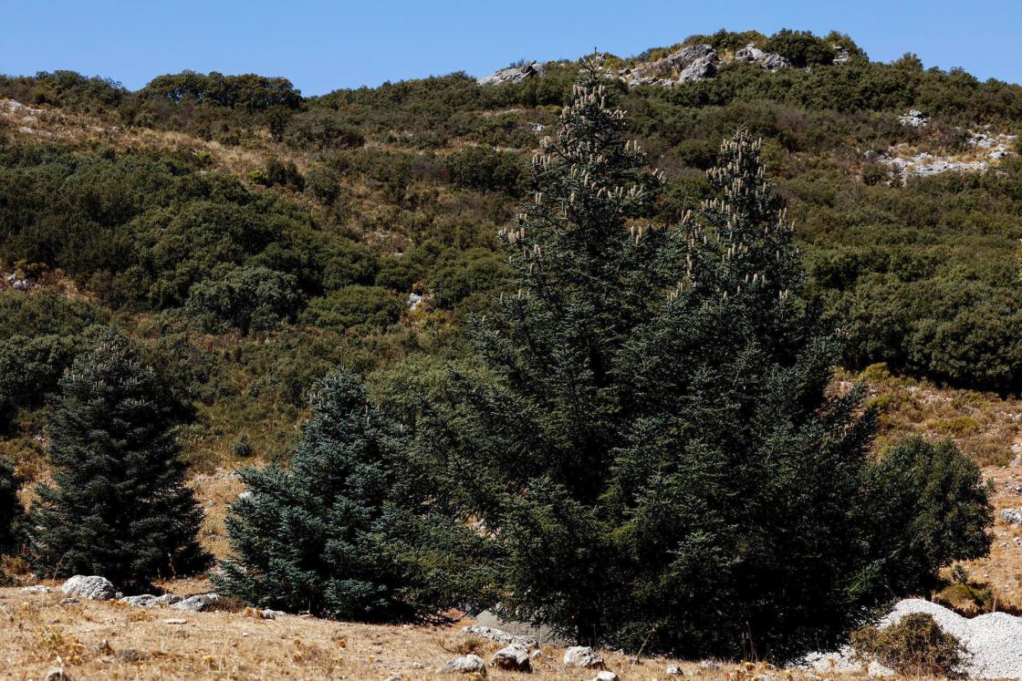 MÁLAGA, 05/10/2025.- Pinsapos en la provincia de Málaga. El pinsapo, especie autóctona en peligro de extinción que sólo está en las sierras de Málaga y Cádiz, responde al cambio climático y a la sequía con un 'plan de contingencia' que activa desde sus raíces y llega a la copa para aprovechar el agua, según un equipo de investigadores de la Universidad de Málaga (UMA). EFE/Jorge Zapata