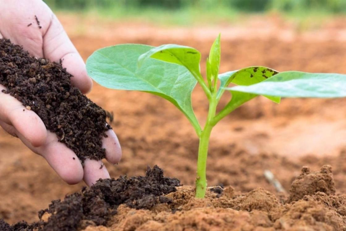 La gran oportunidad del campo español; regenerar los suelos antes de que sea tarde. Autor: Nostoc Biotech