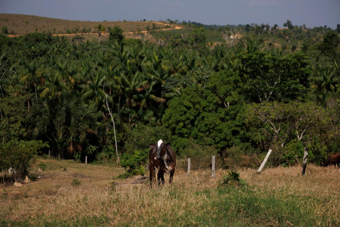 File photo taken on Sept. 10, 2025, showing cattle on a property in the Mamuí settlement, Brazil. EFE/Isaac Fontana 