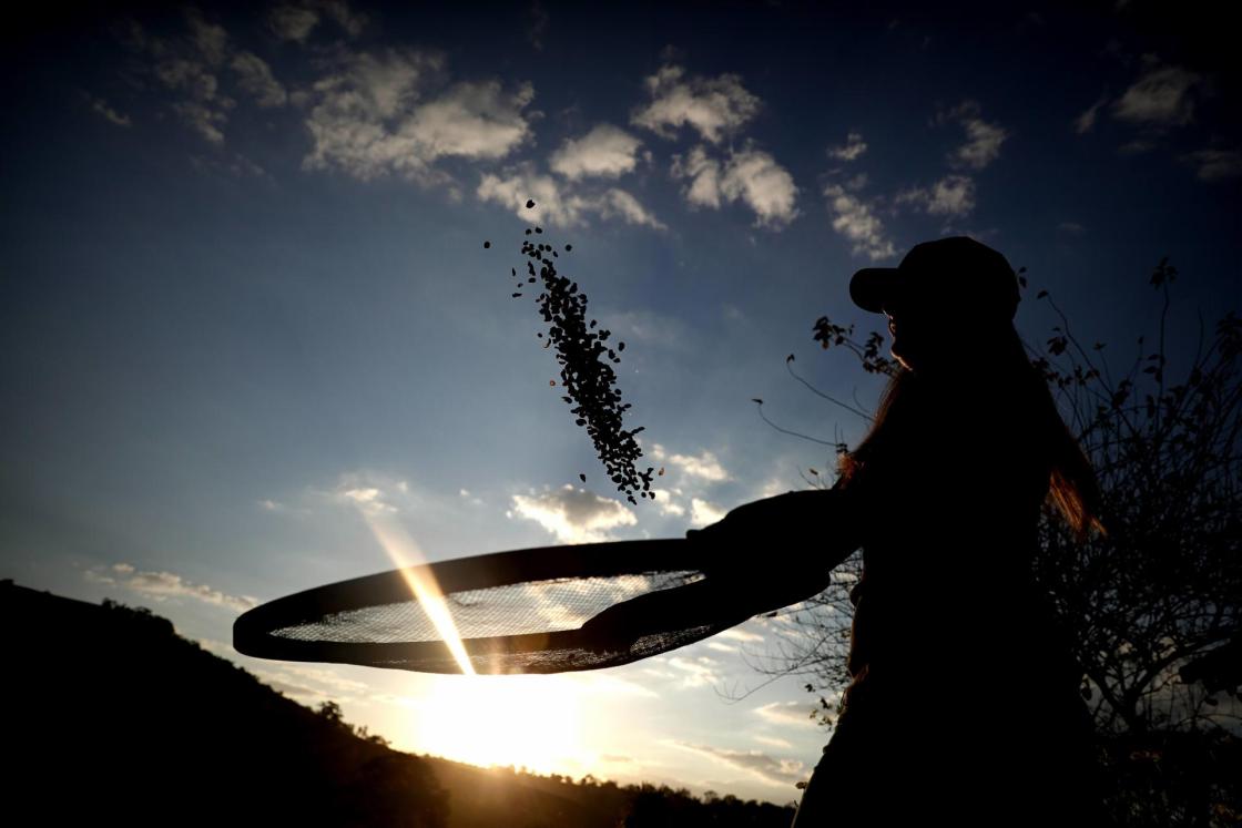 File photo dated July 23, 2018, showing a farmer shaking coffee beans at the Recanto farm in Machado, Minas Gerais (Brazil). EFE/Fernando Bizerra/FILE