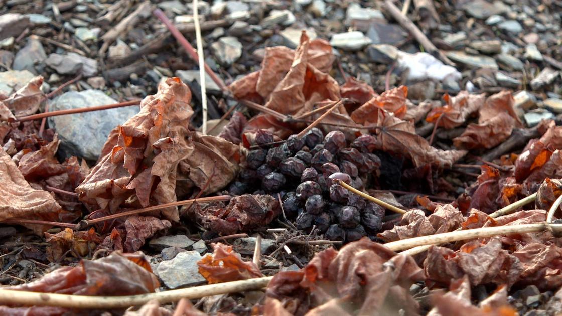 Viñedos afectados en Valdeorras, una de las zonas más afectadas por los incendios en Galicia, con unas 30 hectáreas dañadas.EFE