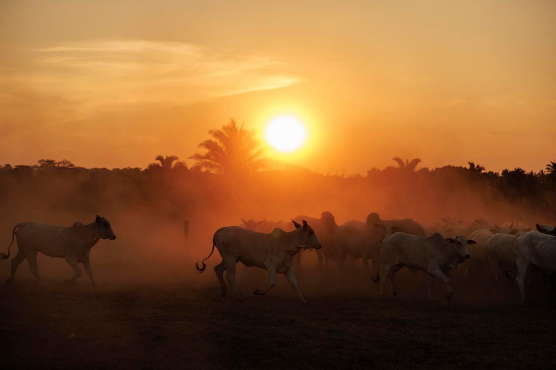 Photo taken on Sept. 15, 2025, showing cattle on a ranch in the municipality of São Geraldo do Araguaia, in the state of Pará, Brazil. EFE/Isaac Fontana