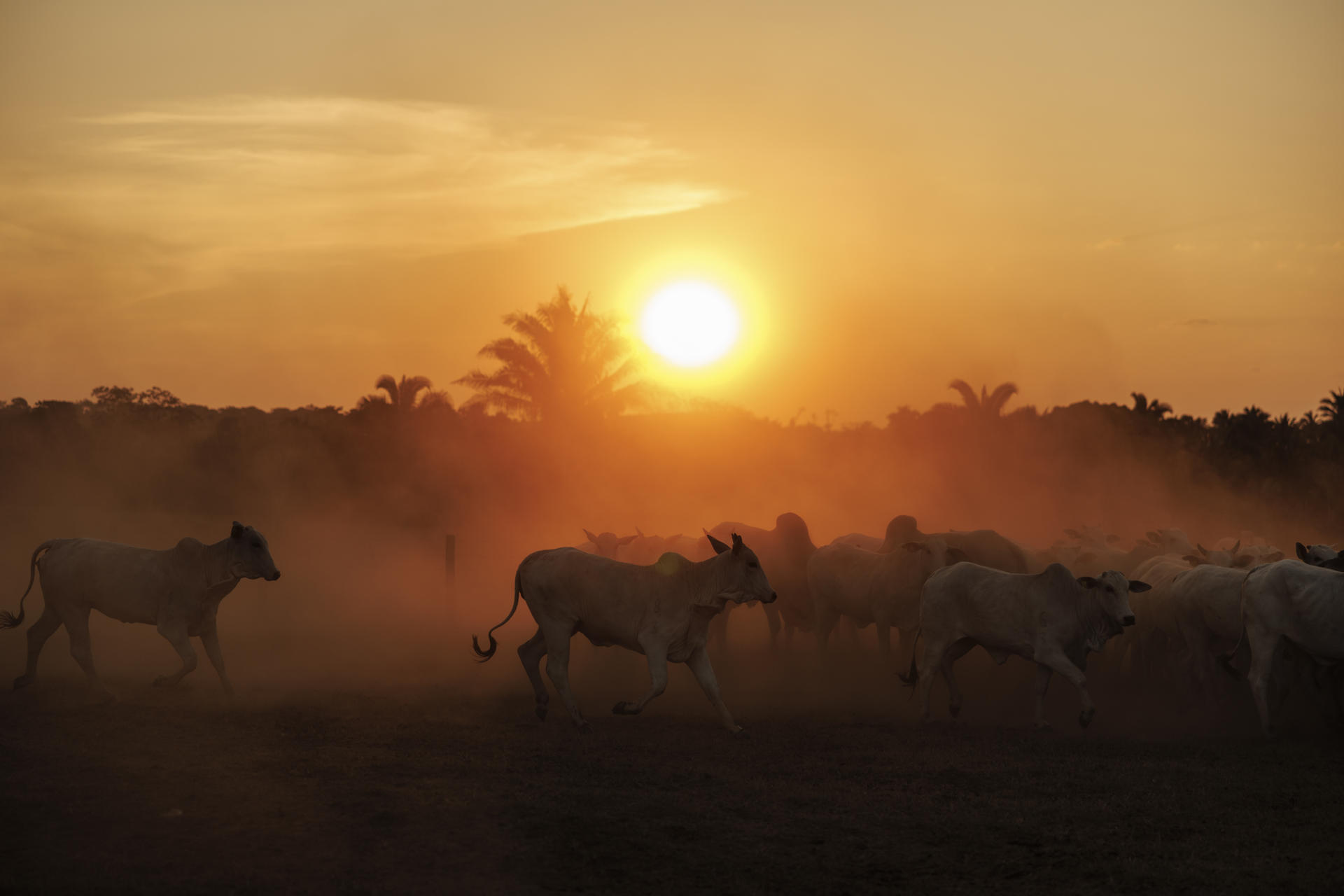 Fotografía del 15 de septiembre de 2025 que muestra ganado en una hacienda en el municipio de São Geraldo do Araguaia, en el estado de Pará (Brasil). EFE/ Isaac Fontana/ ARCHIVO