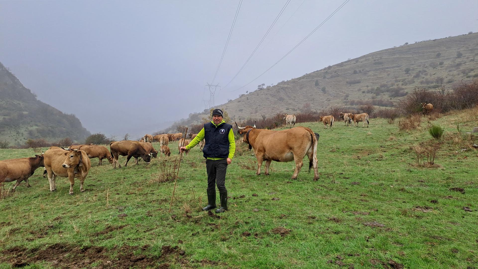 Luis Manuel Rodríguez, vecino del municipio de Llanos de Alba, es ganadero y participa con 80 de sus 140 vacas en el proyecto "Pastoreo en red".EFE/J.L. Fernández Checa
