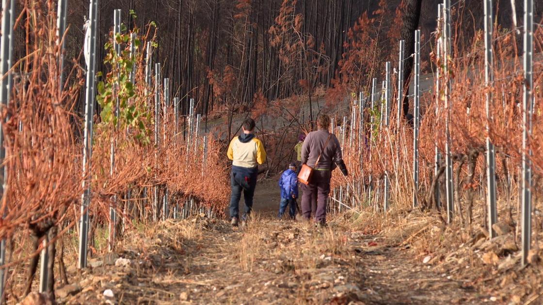 Participantes en el curso de poda de invierno para recuperar los viñedos afectados por los incendios forestales del verano. EFE 