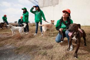 Fotografía del 29 de noviembre de 2025 que muestra a personas voluntarias de la compañía energética Iberdrola acariciando perros rescatados por el voluntariado "Dando una patita a Lea y Maya" durante una visita de Iberdrola en San Mateo Atenco (México). EFE/José Méndez