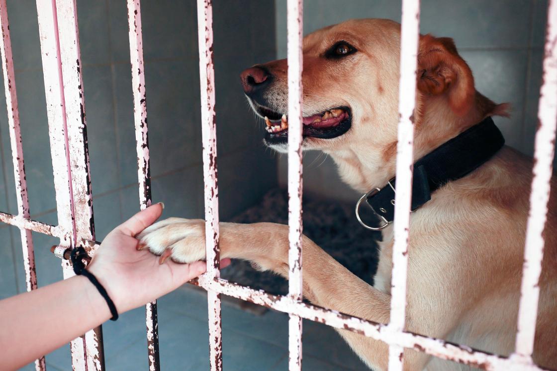 Fotografía del 29 de noviembre de 2025 que muestra a un perro rescatado por el voluntariado "Dando una patita a Lea y Maya" durante una visita de la compañía energética Iberdrola en San Mateo Atenco (México). EFE/José Méndez