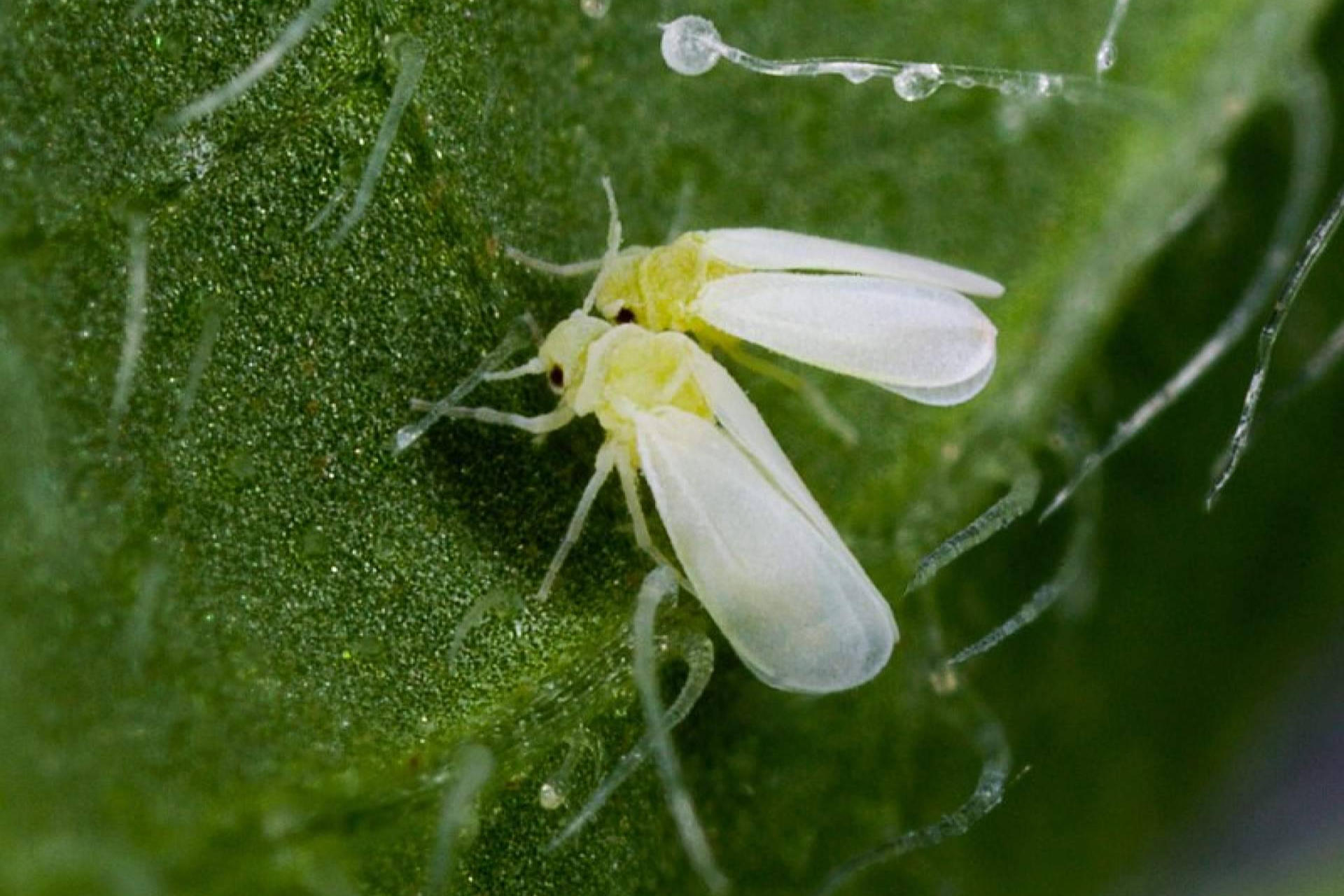 Eurofins avala el potencial agronómico de HTpro Flame, biofertilizante exclusivo de Nostoc