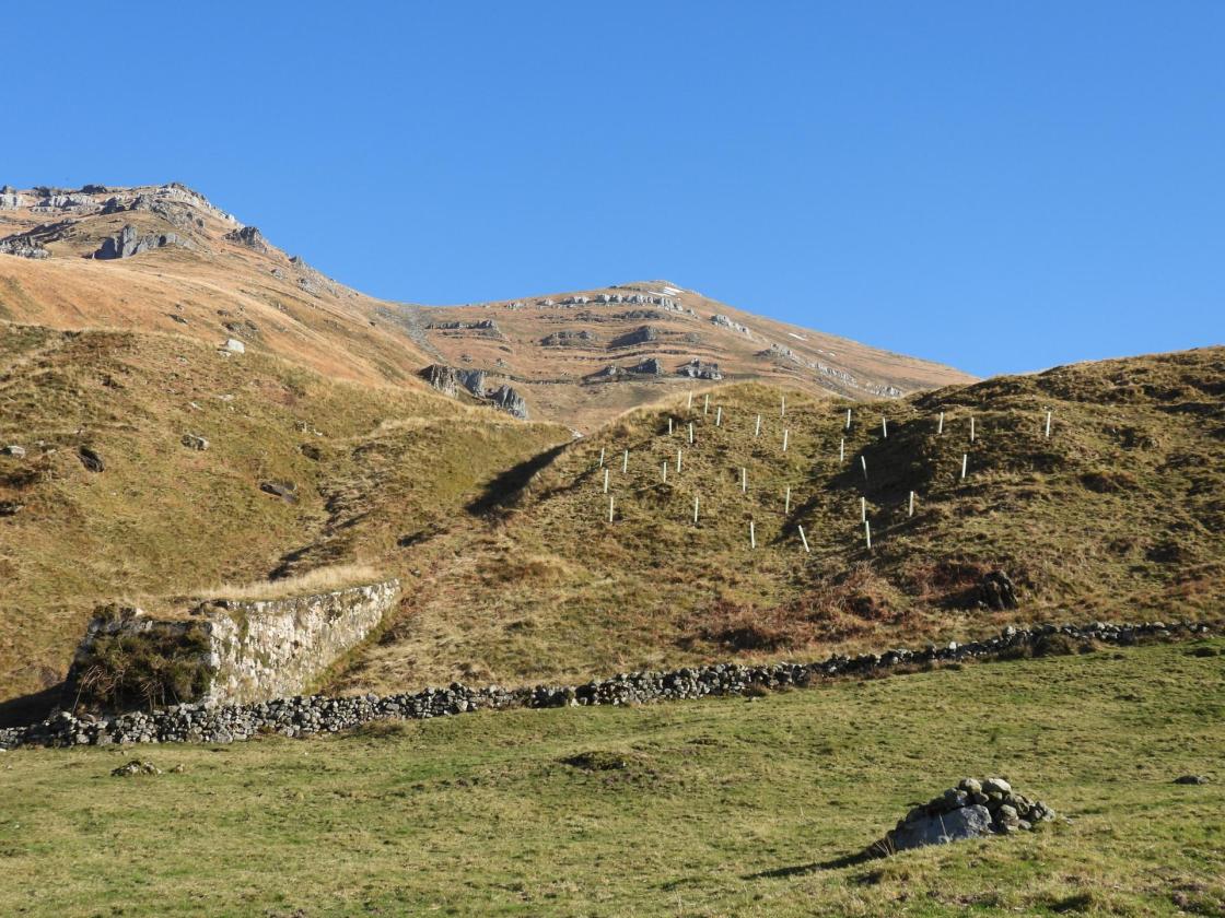 Antiguo Resbaladero y plantación realizada por FNyH en Lunada (Valle del Miera)