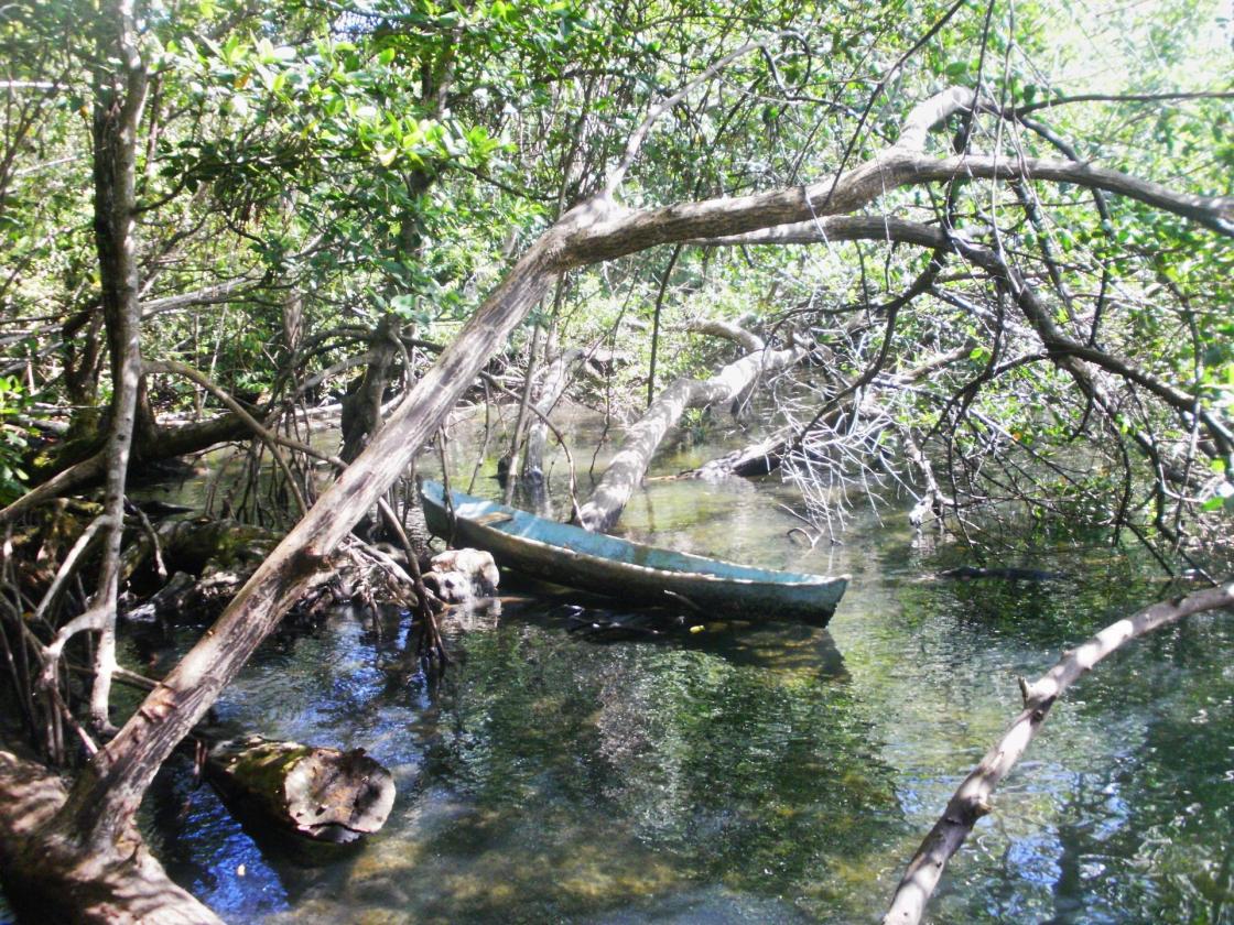 Fotografía cedida por HH Oldman donde se observa un bosque de manglares en Bocas del Toro (Panamá). EFE/ HH Oldman / SOLO USO EDITORIAL/ NO VENTAS/ SOLO DISPONIBLE PARA ILUSTRAR LA NOTICIA QUE ACOMPAÑA (CRÉDITO OBLIGATORIO)