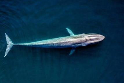 Experimenta la sinfonía oceánica de las ballenas grises y azules  – Visit Baja California Sur