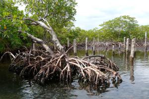 Fotografía cedida por Rita Willaert donde se observa un manglar junto a sus raíces en Bocas del Toro (Panamá). EFE/ Rita Willaert / SOLO USO EDITORIAL/ NO VENTAS/ SOLO DISPONIBLE PARA ILUSTRAR LA NOTICIA QUE ACOMPAÑA (CRÉDITO OBLIGATORIO)