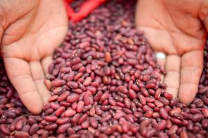 "Ahí viene don Pedro con los plátanos", gritan alegres los estudiantes de una escuela de la localidad rural hondureña de Pespire cada lunes, cuando este agricultor llega con los productos de la merienda fresca que cultiva en su parcela en el marco de una iniciativa del Programa Mundial de Alimentos (PMA o WFP, por sus siglas en inglés) de la ONU. EFE/ Programa Mundial De Alimentos SOLO USO EDITORIAL NO VENTAS /SOLO DISPONIBLE PARA ILUSTRAR LA NOTICIA QUE ACOMPAÑA (CRÉDITO OBLIGATORIO)MÁXIMA CALIDAD DISPONIBLE