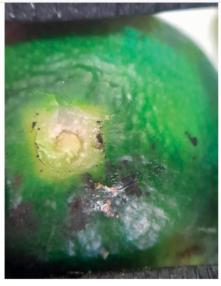 Tras la retirada de Movento; cómo cambia el manejo del cotonet y la araña