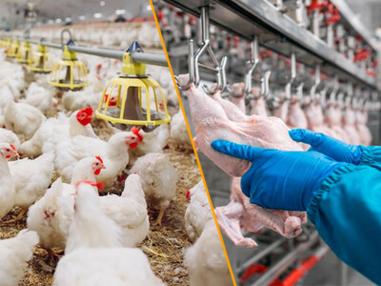 TAGAT Foodtech é lançada por EDATA e SAG como ecossistema one-stop shop para a cadeia de proteínas