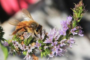Las abejas son un eje clave para la seguridad alimentaria de América Latina y el Caribe. EFE/ FAO Max Valencia/ SOLO USO EDITORIAL/ NO VENTAS/ SOLO DISPONIBLE PARA ILUSTRAR LA NOTICIA QUE ACOMPAÑA (CRÉDITO OBLIGATORIO)