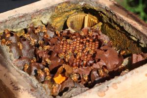 Las abejas son un eje clave para la seguridad alimentaria de América Latina y el Caribe. EFE/ FAO Max Valencia/ SOLO USO EDITORIAL/ NO VENTAS/ SOLO DISPONIBLE PARA ILUSTRAR LA NOTICIA QUE ACOMPAÑA (CRÉDITO OBLIGATORIO)