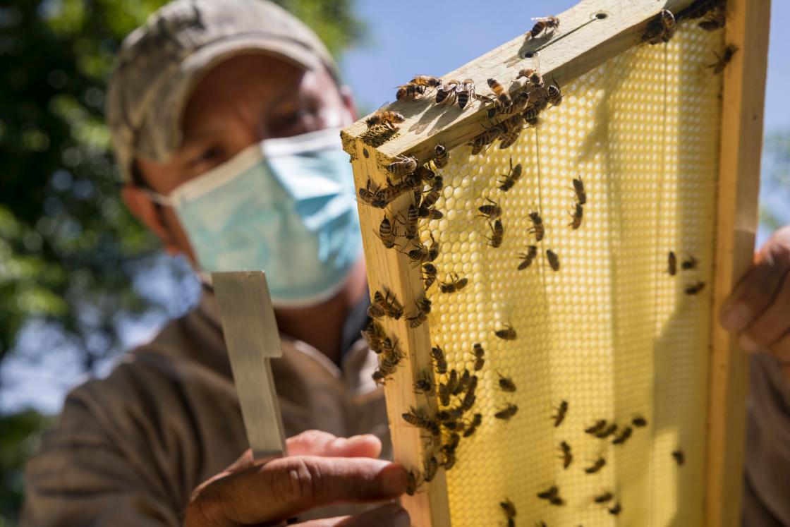 Las abejas son un eje clave para la seguridad alimentaria de América Latina y el Caribe, una región golpeada por los déficits nutricionales y el avance voraz de la pérdida de biodiversidad que fragmenta los hábitats de esos "nobles animales". EFE/ FAO/ SOLO USO EDITORIAL/ NO VENTAS/ SOLO DISPONIBLE PARA ILUSTRAR LA NOTICIA QUE ACOMPAÑA (CRÉDITO OBLIGATORIO)