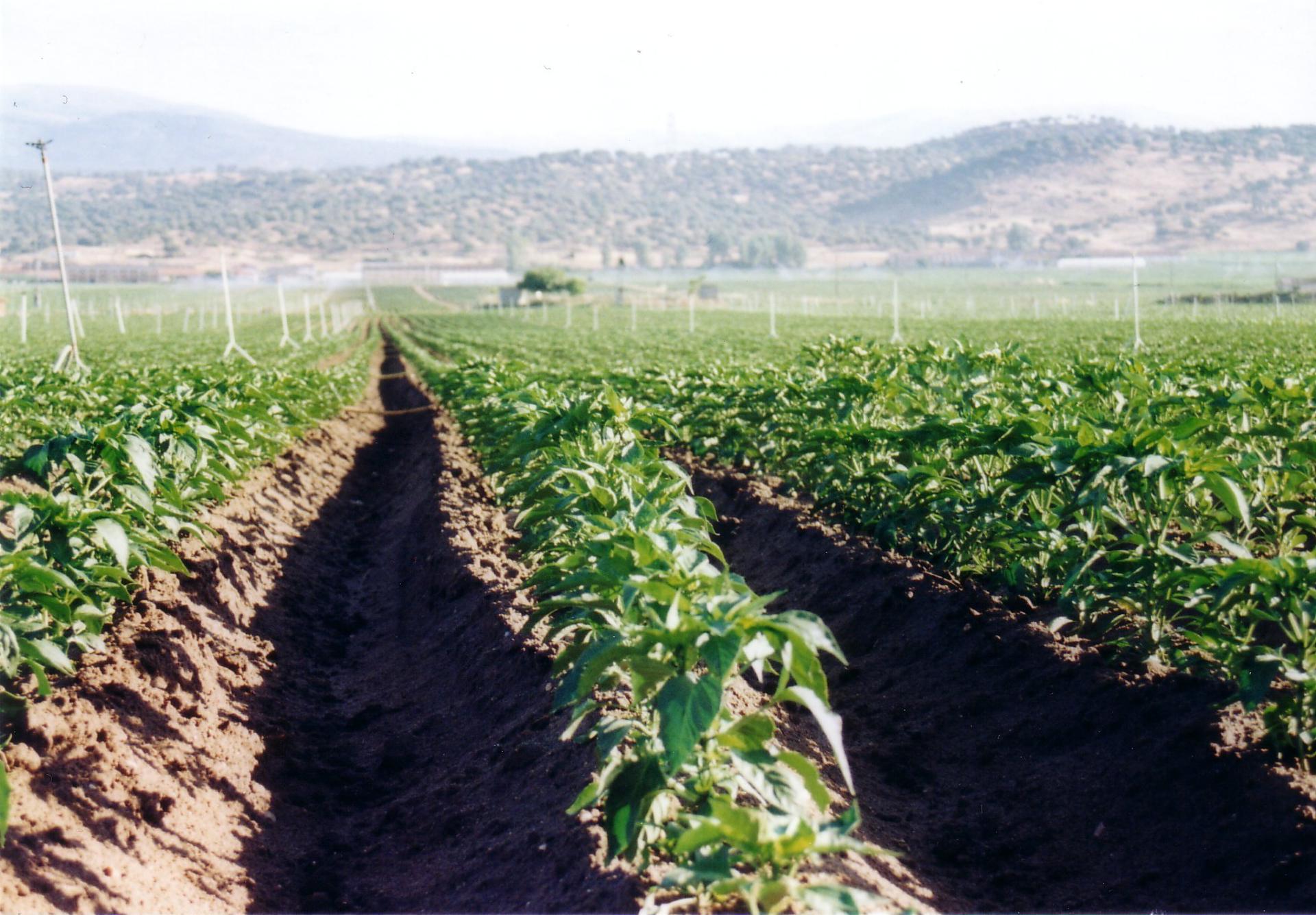 El Consejo Regulador de la Denominación de Origen Protegida (DOP) Pimentón de la Vera ha anunciado este jueves el comienzo oficial de la plantación del pimiento en las comarcas de La Vera, Campo Arañuelo, Valle del Ambroz y Valle del Alagón, en el norte de Extremadura, y del que saldrá el característico producto de la zona. EFE/DOP PIMENTÓN DE LA VERA/IMAGEN CEDIDA/CRÉDITO OBLIGATORIO