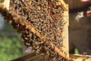 Las abejas son un eje clave para la seguridad alimentaria de América Latina y el Caribe. EFE/ FAO Max Valencia/ SOLO USO EDITORIAL/ NO VENTAS/ SOLO DISPONIBLE PARA ILUSTRAR LA NOTICIA QUE ACOMPAÑA (CRÉDITO OBLIGATORIO)