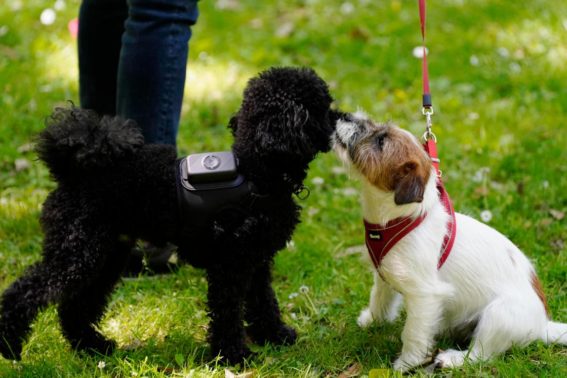 OVIEDO, 28/05/2026.- AcuPet Health es un dispositivo ‘wearable’, asociado a una aplicación móvil, que permite monitorizar constantes vitales clave y el nivel de actividad de los perros para que sus tutores puedan adelantarse a posibles enfermedades y aprendan a conocer el estado de salud de sus mascotas. Creada y diseñada por tres hermanas asturianas este sistema ofrece un análisis personalizado, gracias a estudios clínicos previos y datos como la frecuencia respiratoria, la temperatura y el nivel de actividad del perro, que se traslada a la ‘app’ para que los usuarios la visualicen de forma sencilla. EFE/ Paco Paredes