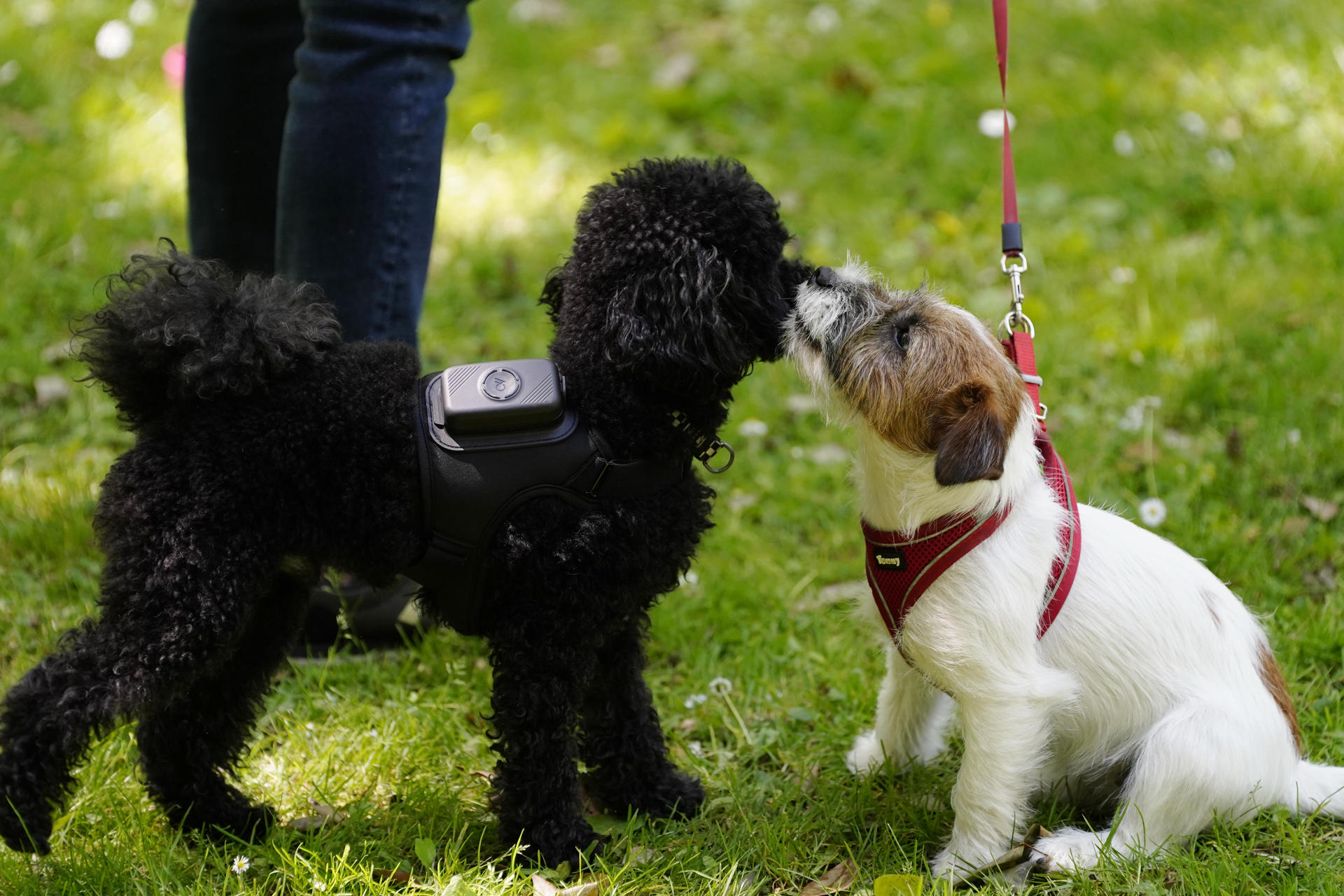 OVIEDO, 28/05/2026.- AcuPet Health es un dispositivo ‘wearable’, asociado a una aplicación móvil, que permite monitorizar constantes vitales clave y el nivel de actividad de los perros para que sus tutores puedan adelantarse a posibles enfermedades y aprendan a conocer el estado de salud de sus mascotas. Creada y diseñada por tres hermanas asturianas este sistema ofrece un análisis personalizado, gracias a estudios clínicos previos y datos como la frecuencia respiratoria, la temperatura y el nivel de actividad del perro, que se traslada a la ‘app’ para que los usuarios la visualicen de forma sencilla. EFE/ Paco Paredes