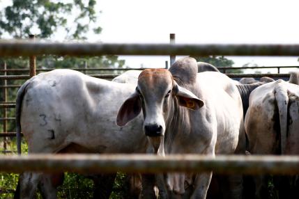 Panamá se mantiene como un país sin riesgo frente a la enfermedad de las vacas locas