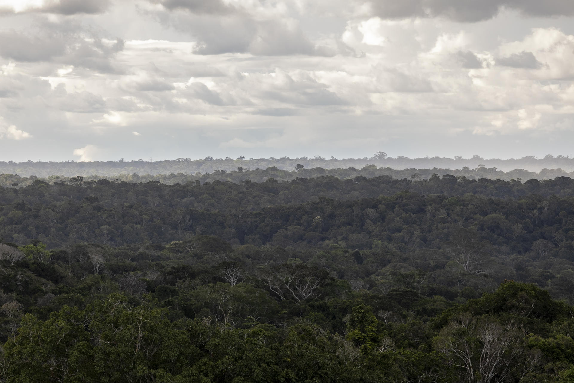 Fotografía de archivo que muestra la selva amazónica en la reserva forestal Adolpho Ducke en la ciudad de Manaos (Brasil). EFE/ Isaac Fontana ARCHIVO