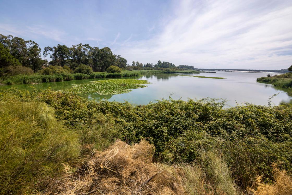 Recuperar la funcionalidad hídrica y potenciar la biodiversidad de la Laguna de Las Madres, un enclave de casi 60 hectáreas ubicado entre Moguer y Palos de la Frontera (Huelva), es el objetivo que persiguen la Consejería de Sostenibilidad y Medio Ambiente de la Junta de Andalucía y la Fundación Moeve. EFE/Alberto Díaz