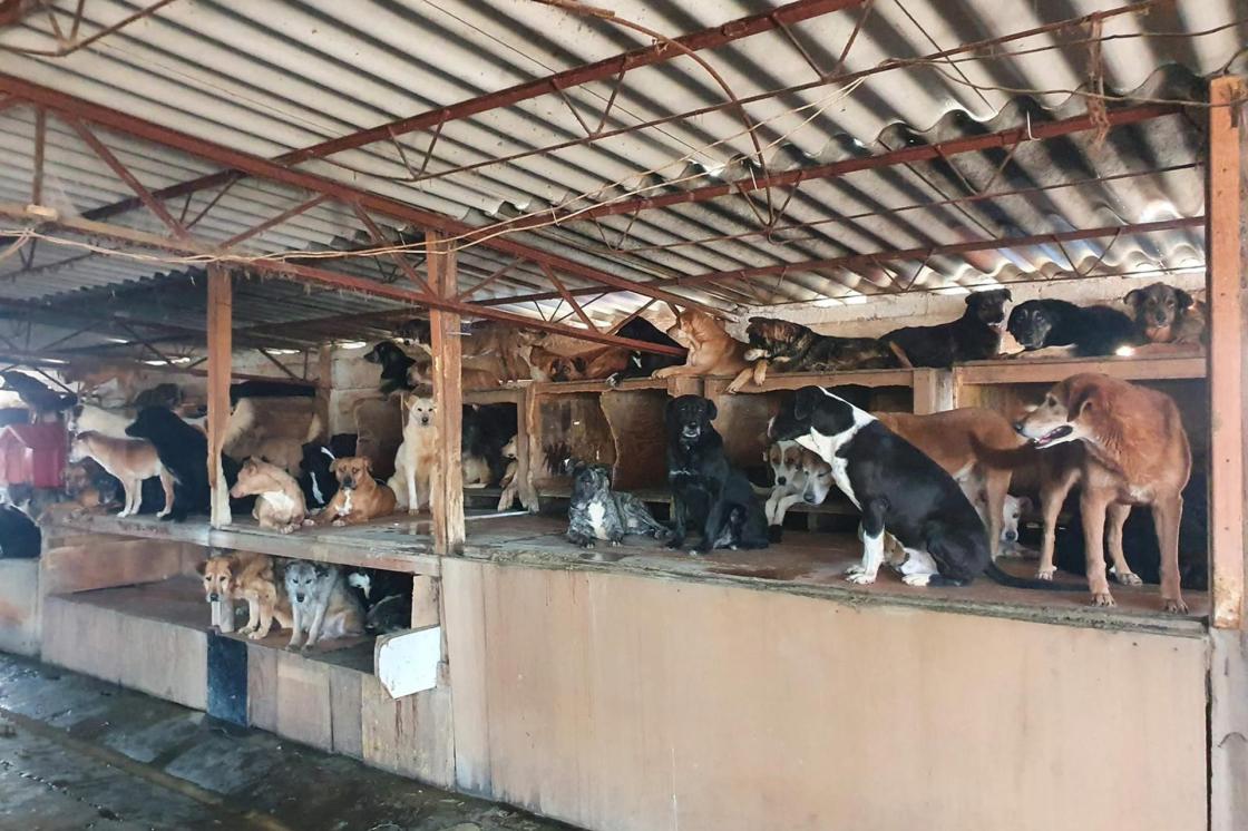 Fotografía del 25 de junio de 2026 cedida por el Refugio Omeyocan que muestra a perros en el refugio en Ciudad de México (México). EFE/ Refugio Omeyocan /SOLO USO EDITORIAL/NO VENTAS/ SOLO DISPONIBLE PARA ILUSTRAR LA NOTICIA QUE ACOMPAÑA (CRÉDITO OBLIGATORIO)