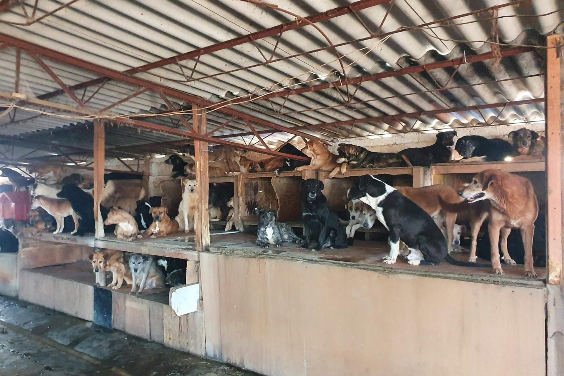 Fotografía del 25 de junio de 2026 cedida por el Refugio Omeyocan que muestra a perros en el refugio en Ciudad de México (México). EFE/ Refugio Omeyocan /SOLO USO EDITORIAL/NO VENTAS/ SOLO DISPONIBLE PARA ILUSTRAR LA NOTICIA QUE ACOMPAÑA (CRÉDITO OBLIGATORIO)