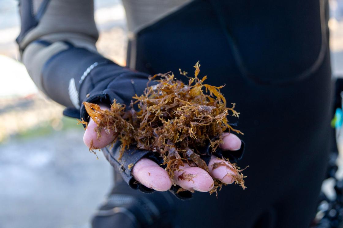 MÁLAGA, 24/08/2026.- El alga asiática (Rugulopteryx okamurae) es la especie de alga invasora "más virulenta" que ha llegado a España y la que está provocando un impacto medioambiental y socioeconómico "sin precedentes", según la bióloga e investigadora del Departamento de Botánica y Fisiología Vegetal de la Universidad de Málaga (UMA) María Altamirano, una de las mayores expertas en el país. EFE/Alba Freixas