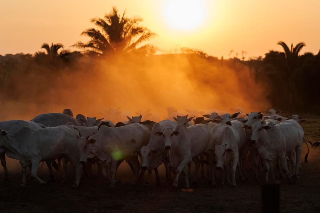 Fotografía de archivo de un vista general de decenas de cabezas de ganado en São Geraldo do Araguaia, en el estado de Pará (Brasil). EFE/Isaac Fontana