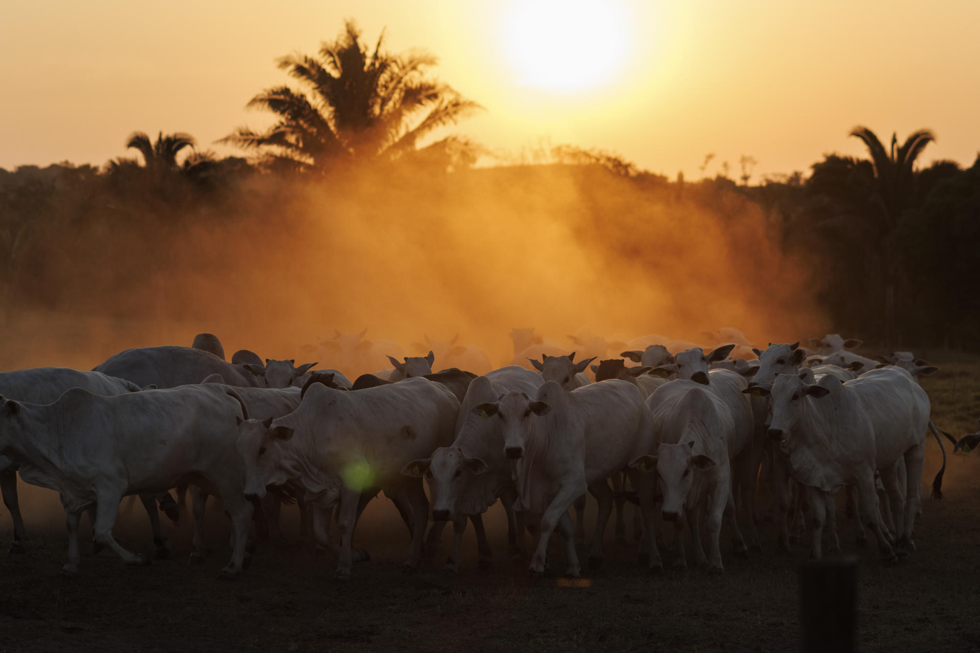 Fotografía de archivo de un vista general de decenas de cabezas de ganado en São Geraldo do Araguaia, en el estado de Pará (Brasil). EFE/Isaac Fontana