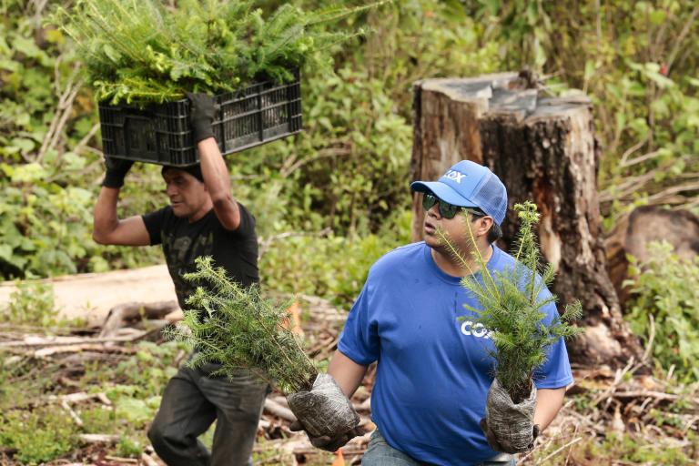 Jornada de reforestación organizada por el grupo español Cox en el municipio de Ocoyoacac (México). EFE/José Méndez