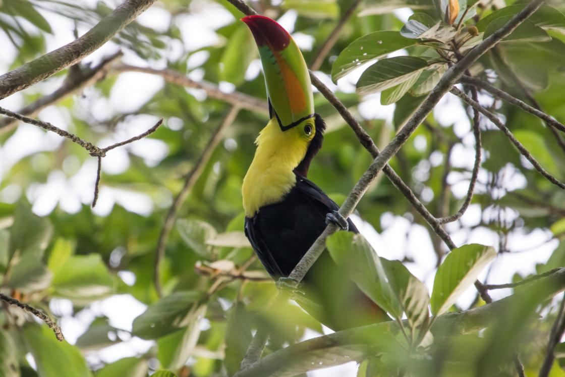 Fotografía cedida por la Unión Internacional para la Conservación de la Naturaleza (UICN) que muestra un tucán en la Reserva de la Biósfera de Sian Ka'an, en Quintana Roo (México) Mesoamérica busca acelerar sus esfuerzos para cumplir la meta de conservar al menos el 30 % de las áreas terrestres, aguas continentales y zonas marinas para 2030. EFE/ Luis Ecker / Unión Internacional para la Conservación de la Naturaleza (UICN)/ SOLO USO EDITORIAL/NO VENTAS/SOLO DISPONIBLE PARA ILUSTRAR LA NOTICIA QUE ACOMPAÑA (CRÉDITO OBLIGATORIO)