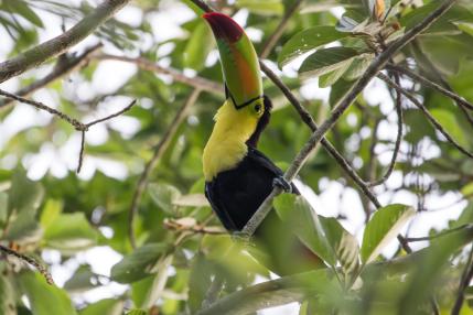 Mesoamérica busca proteger el 30 % de su territorio y mares para 2030