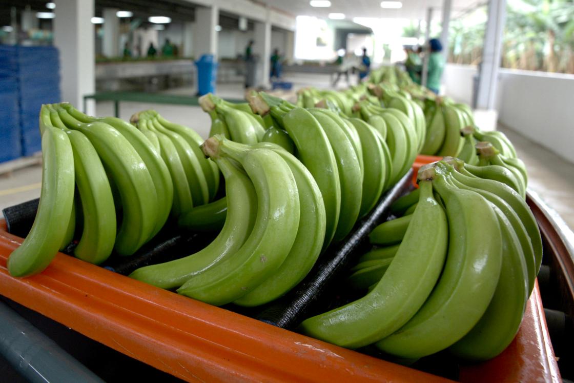 Fotografía de archivo que muestra bananos cosechados en la Hacienda Celia María, en la sureña provincia ecuatoriana de El Oro, en Pasaje (Ecuador). EFE / Mauricio Torres ARCHIVO