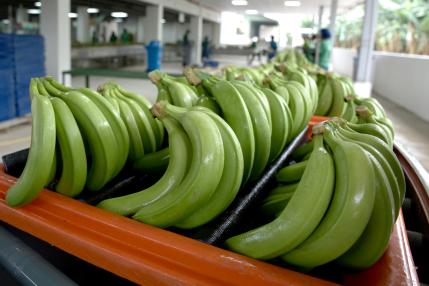 Detrás de éxito del banano de Ecuador: inversión en sostenibilidad que precios no reflejan