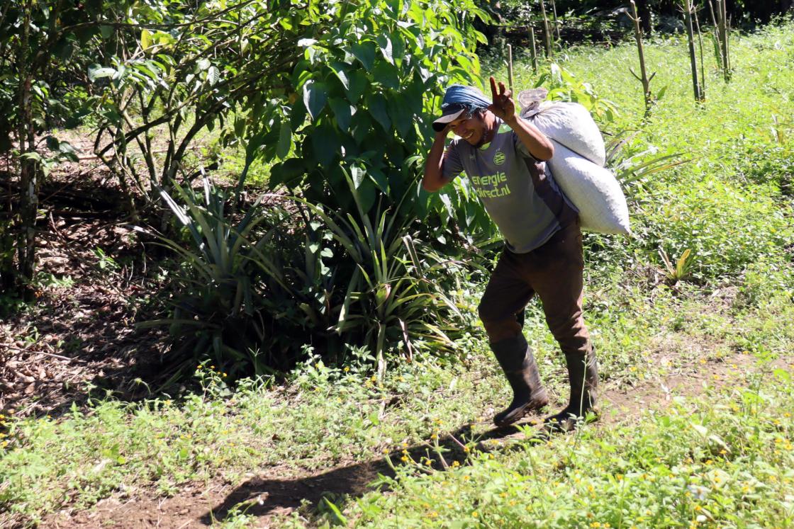 Fotografía de archivo que muestra a un hombre trabajando en una plantación de café en Tapachula (México). EFE/ Juan Manuel Blanco/ ARCHIVO