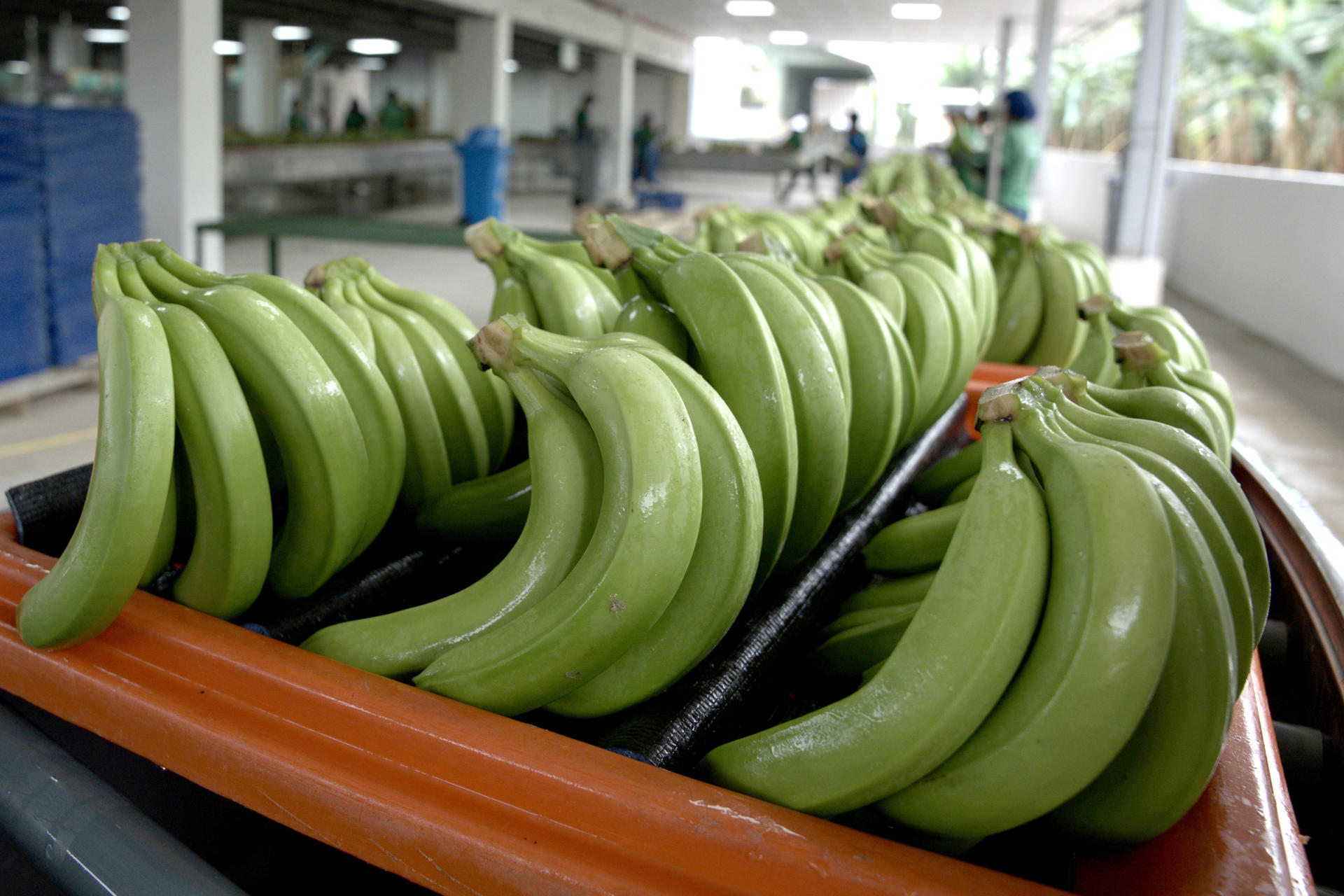 AME1152. GUAYAQUIL (ECUADOR), 28/09/2026.- File photograph dated October 23, 2024, showing harvested bananas at the Celia María Estate in the southern Ecuadorian province of El Oro, in Pasaje, Ecuador. Ecuador, the world's largest banana exporter, benefits from prime conditions for its fruit sent abroad, in the form of significant investments in sustainability such as environmental certifications, living wages, and security measures borne by producers that are not reflected in retail prices across key markets like Europe, the most demanding of all. EFE / Mauricio Torres