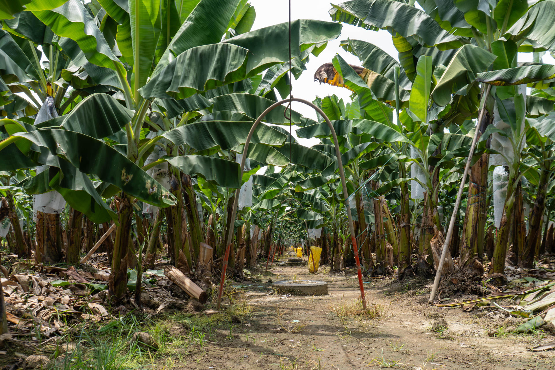Fotografía del 9 de abril de 2026 cedida por AEBE que muestra una plantación de banano en la provincia ecuatoriana de Santa Elena, en Baba (Ecuador). EFE/ AEBE/ SOLO USO EDITORIAL/ NO VENTAS/ SOLO DISPONIBLE PARA ILUSTRAR LA NOTICIA QUE ACOMPAÑA (CRÉDITO OBLIGATORIO)