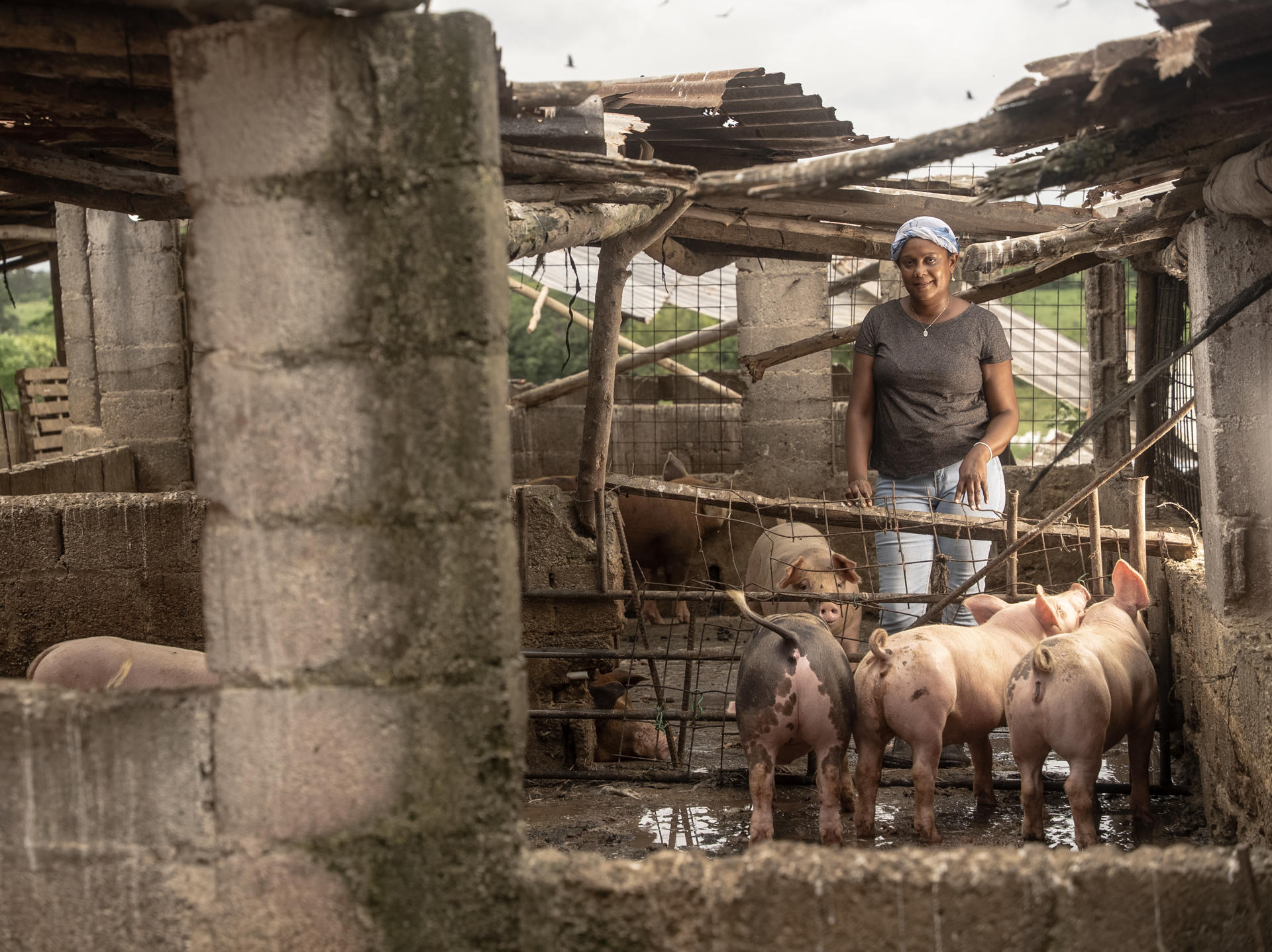 En la imagen, la ganadera dominicana Sugey Medina, en la granja de cerdos que puso en marcha en 2022.IMAGEN CEDIDA POR FMBBVA (CRÉDITO OBLIGATORIO)