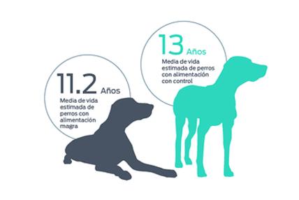 25 años después, el emblemático Estudio de Longevidad de Purina sigue orientando las conversaciones sobre el peso saludable en los perros